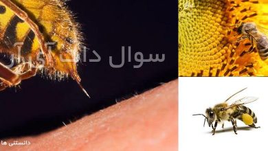 چرا زنبور ها پس از نیش زدن می میرند