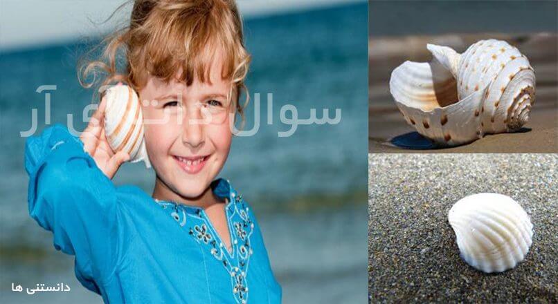 چرا صدف ها صدای دریا می دهند