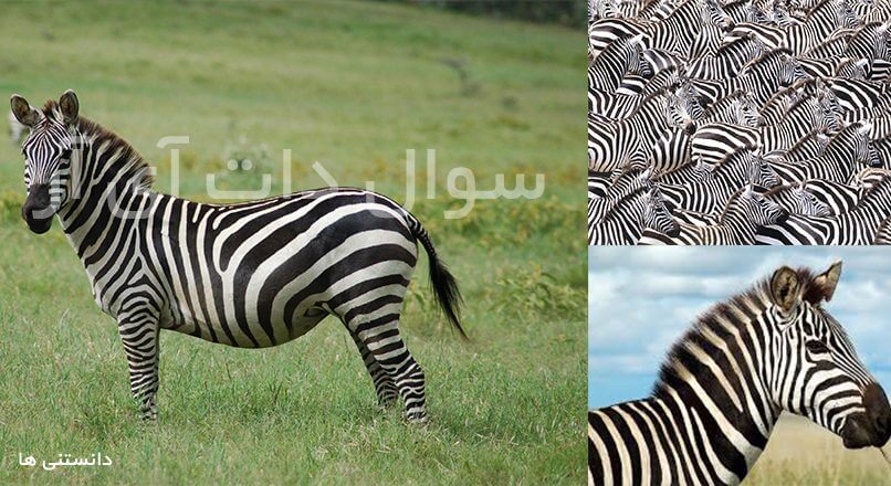 دلیل راه راه بودن پوست گورخر