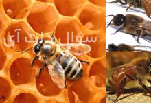 جنسیت ملکه ی زنبور عسل چیست