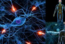 چگونگی کارکرد و انعطاف پذیری سیستم عصبی