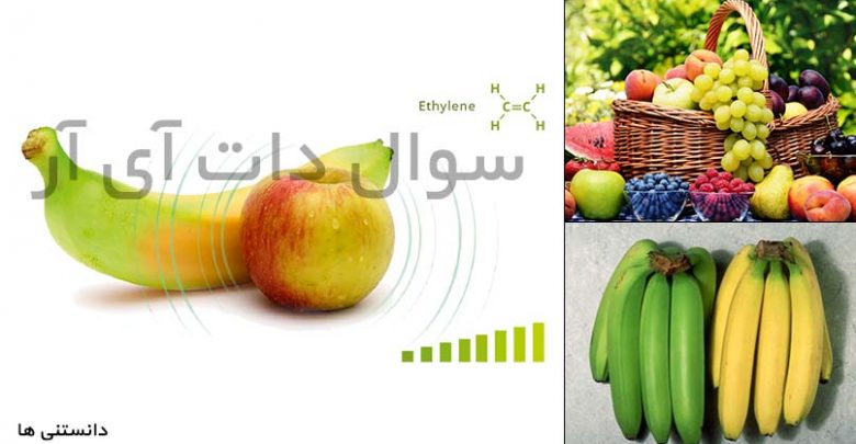 چرا برای رسیدن میوه ها از گاز اتیلن (Ethylene) استفاده میکنند
