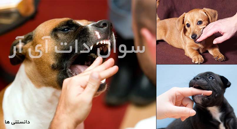 گاز کرفتن سگ ها