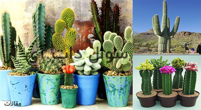محبوب ترین کاکتوس ها